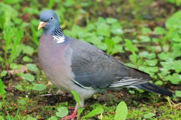 A beautiful turtle dove enjoys a sunny day.