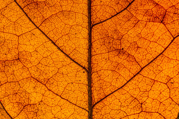Macro image of a leaf showing the amazing details in leaves and also the amazing colors found in them also,Backgrounds, Abstract Backgrounds, Leaf, Autumn, Nature