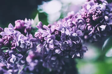 Rolgordijnen Spring lilac flowers © Roxana