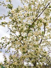 snow-white flowers on a cherry tree. flowering cherry tree in spring