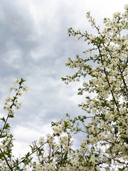 snow-white flowers on a cherry tree. flowering cherry tree in spring