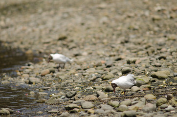 Brown-hooded gulls Chroicocephalus maculipennis in the coast.