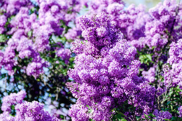 Spring lilac flowers