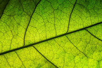 Naklejka na ściany i meble Bodhi leaf macro pattern of green,Poland, Leaf, Textured, Textured Effect, Full Frame