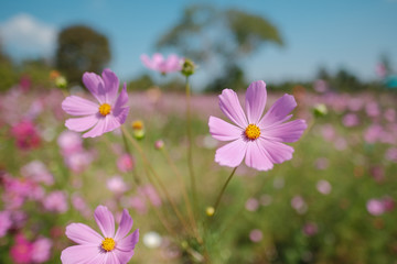 pink cosmos flowers on green background