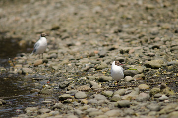 Brown-hooded gulls Chroicocephalus maculipennis in the coast.