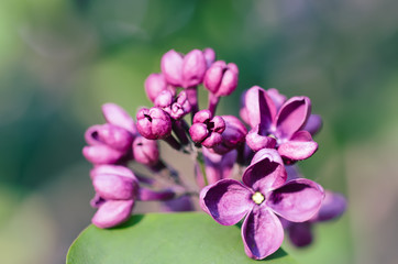 Obraz na płótnie Canvas Lilac flowers macro