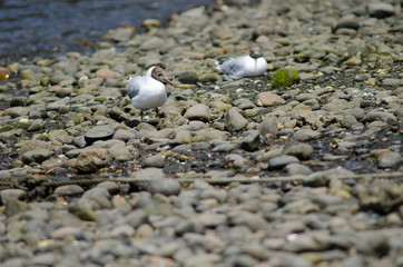 Fototapeta na wymiar Brown-hooded gulls Chroicocephalus maculipennis in the coast.