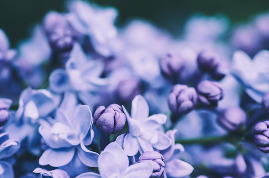 Lilac flowers macro © Roxana