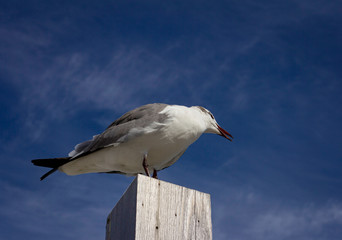 Seagull on a sky background. Sea bird. Portrait of a seagull.