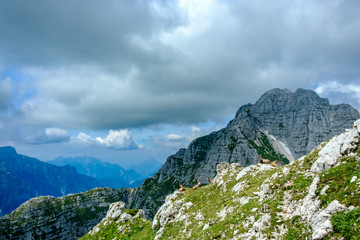 Steinbocks in the Julian alps