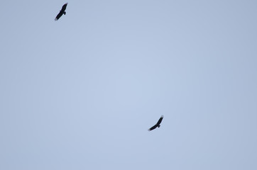 Andean black vultures Coragyps atratus foetens soaring.