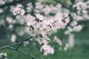 Apricot tree blossoms