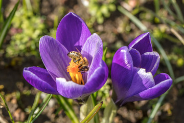 Fototapeta premium bienen