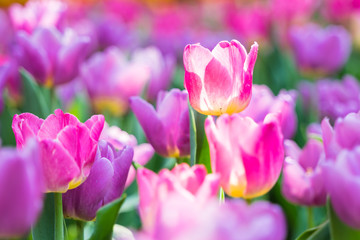 Fototapeta na wymiar Tulip flower background, Colorful tulips meadow nature in spring, close up