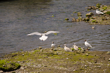 Adults and juveniles of brown-hooded gulls Chroicocephalus maculipennis.