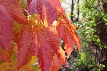 maple leaves in autumn