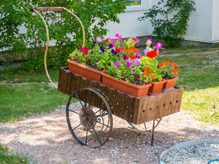Fototapeta na wymiar Flowerbed stylized as an old hand cart