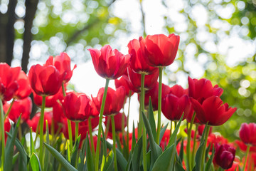 Tulip flower background, Colorful tulips meadow nature in spring, close up