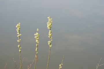 Aufgeblühte Palmkätzchen