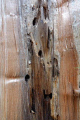 Ein Baum - aufgebrochen - Das Innere - Raupengänge