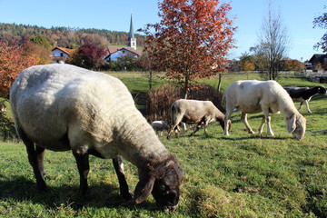 sheep and lambs