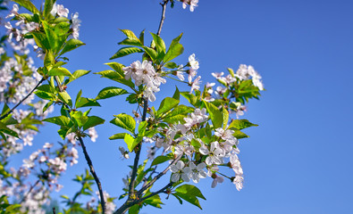 Beautiful close up of cherry sakura tree in spring bloom time over bright blue sky. Spring floral vertical background.