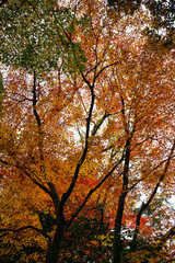日本楓の紅葉風景