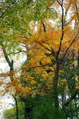 秋になり赤く色づいた楓の木