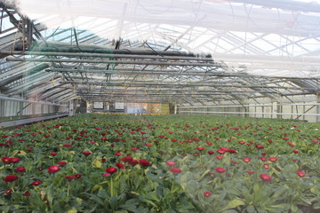 greenhouse with flowers