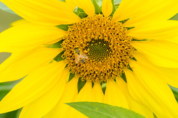 Naklejka premium sunflower on black background of blue sky