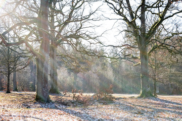 Three trees in winter sunlight