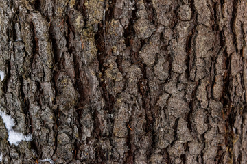 Closeup texture of tree bark with cracks pattern, abstract background