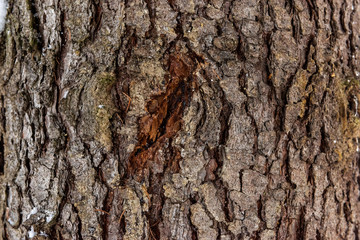 Closeup texture of tree bark with cracks pattern, abstract background