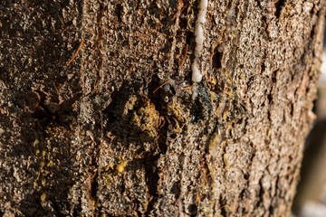 Closeup texture of tree bark with cracks pattern, abstract background