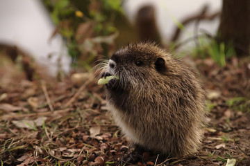 エサを食べる子供のヌートリア