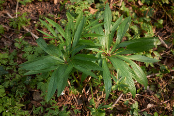 Helleborus viridis