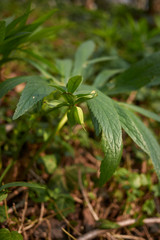Helleborus viridis