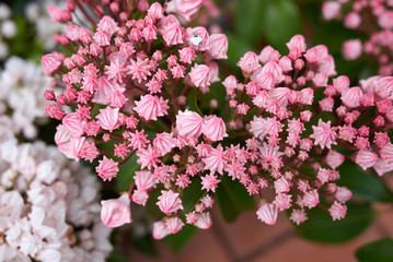 Kalmia latifolia