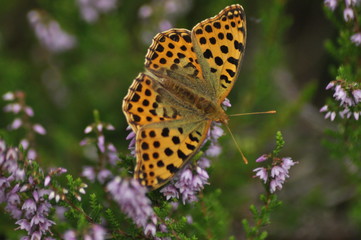 Dark green fritillary butterfly sitting on the heather in the forest. Insect with orange wings with black spots
