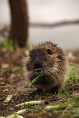 エサを食べる子供のヌートリア
