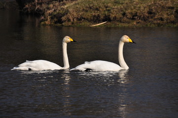Fototapeta premium Mute Swan. Large white water bird. Floating on the lake