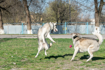 Naklejka na ściany i meble the dog is jumping for the ball. Husky is jumping. Siberian Husky