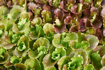 Lactuca sativa