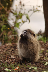 エサを食べる子供のヌートリア