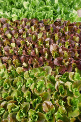 Lactuca sativa