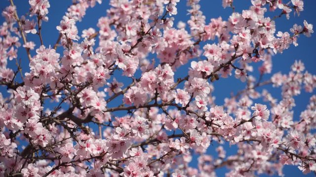blooming, pink and white flowers on trees, spring nature, beautiful background