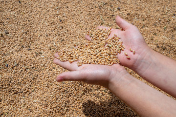 wheat grains in palms