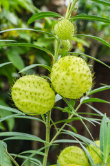 grass  tree at garden 