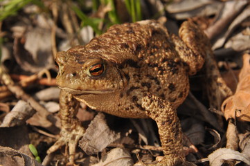 Toad. Amphibian during the spring awakening and mating